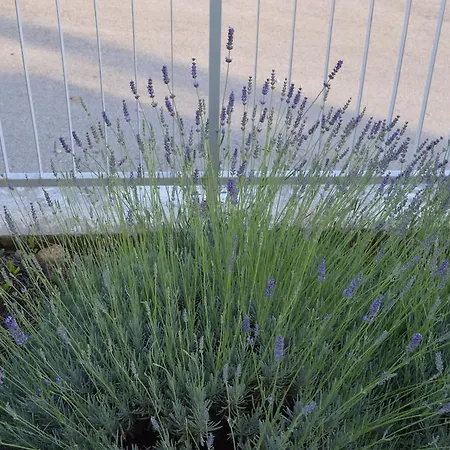 Apartment Lavanda Trogir